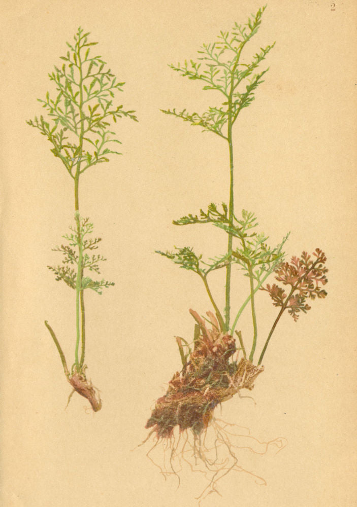 ALPENFLORA ALPINE FLOWERS. Cryptogramme crispa (L. ) R. Br-Rollfarn 1897 print